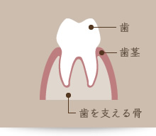 健康な歯茎と骨の状態